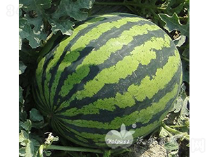 ��������808F1������߮a(ch��n)��Ƥ�����ϣ�-���ϷN��-�֠���˹