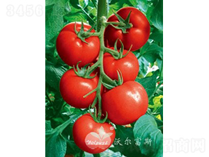 �W����F1���߮a(ch��n)�t�����ѣ�-���ѷN��-�֠���˹