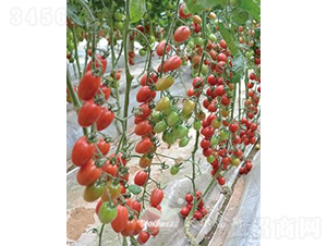 ���؋�һ̖(h��o)F1����Ʒ�|(zh��)�۹�С���ѣ�-���ѷN��-�֠���˹