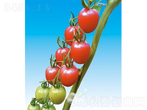 ���؋ɶ�̖(h��o)F1����TY�۹�С���ѣ�-���ѷN��-�֠���˹