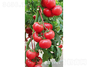 ����һ̖(h��o)F1���۹����ѣ�-���ѷN��-�֠���˹