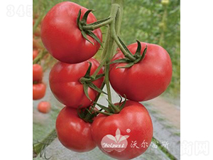 ������̖(h��o)F1����TY�۹����ѣ�-���ѷN��-�֠���˹