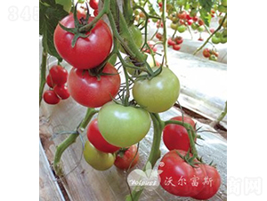 ������̖(h��o)F1����TY�����۹����ѣ�-���ѷN��-�֠���˹