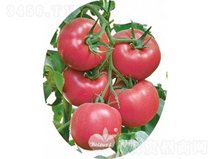 ������̖(h��o)F1����TY�����۹����ѣ�-���ѷN��-�֠���˹