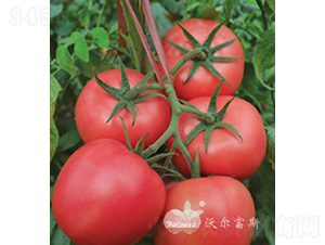 ���۰�̖(h��o)F1����TY�۹����ѣ�-���ѷN��-�֠���˹