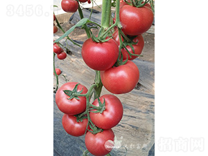 ��������̖(h��o)F1�������x��Ʒ�|(zh��)�۹����ѣ�-���ѷN��-�֠���˹