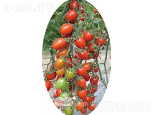 ��������̖(h��o)F1����TY�����t��С���ѣ�-���ѷN��-�֠���˹