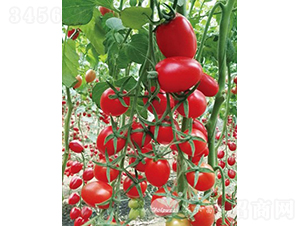 �_(t��i)�ϼt����̖(h��o)F1����TY�t��С���ѣ�-���ѷN��-�֠���˹