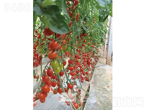 ǧ�t201F1����TY�����t��С���ѣ�-���ѷN��-�֠���˹