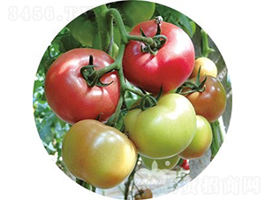 �W˼����̖(h��o)F1����TY�����۹����ѣ�-���ѷN��-�֠���˹