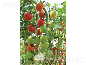 ǧ��1109F1����Ʒ�|(zh��)�۹�С���ѣ�-���ѷN��-�֠���˹