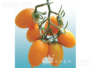 �S����F1���Sɫ�з��ѣ�-���ѷN��-�֠���˹