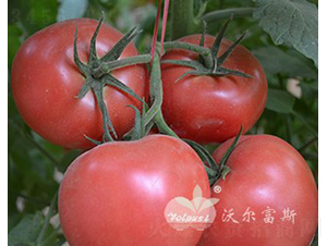 ������̖(h��o)F1����TY�۹����ѣ�-���ѷN��-�֠���˹