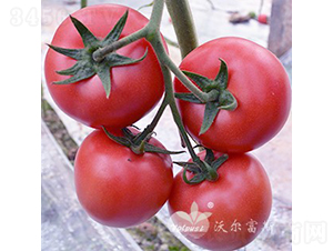 ţ��һ̖(h��o)F1��ʯ�^�۹����ѣ�-���ѷN��-�֠���˹