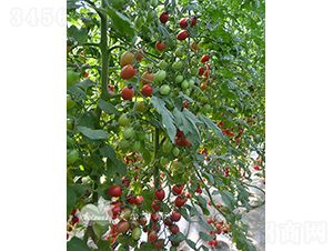 ǧ��F1���۹�С���ѣ�-���ѷN��-�֠���˹