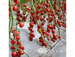 �μ���F1����(y��u)�|(zh��)�t��С���ѣ�-���ѷN��-�֠���˹