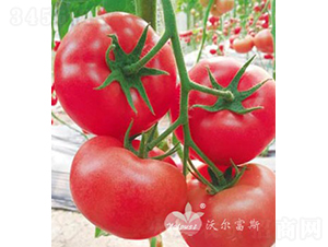 �����Ķ�̖F1����TYԽ�����ӷ۹����ѣ�-���ѷN��-�֠���˹