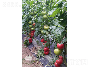 ����˹һ̖AF1���۹����ѣ�-���ѷN��-�֠���˹