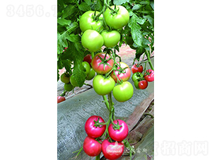 ����˹һ̖BF1����TY�۹����ѣ�-���ѷN��-�֠���˹