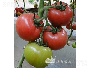 �W˼�ȶ�̖F1���a(ch��n)���ߡ����A�\��-���ѷN��-�֠���˹