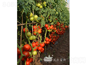 ؐ������̖F1����TY�����t�����ѣ�-���ѷN��-�֠���˹