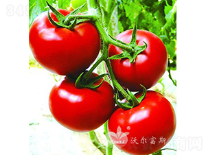 TG01F1����Ʒ�t�����ѣ�-���ѷN��-�֠���˹