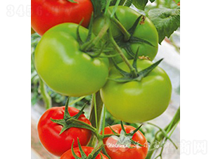 �t�pϲF1���tɫ���ѣ�-���ѷN��-�֠���˹