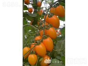 �S����F1����(y��u)�|(zh��)�S��С���ѣ�-���ѷN��-�֠���˹