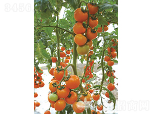 �_���S��F1����(y��u)�|(zh��)�S��С���ѣ�-���ѷN��-�֠���˹