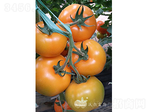 �ʰ���F1���Sɫ���ѣ�-���ѷN��-�֠���˹