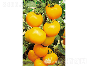 �S�_��F1����(y��u)�|(zh��)�S���з��ѣ�-���ѷN��-�֠���˹