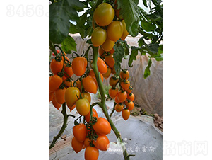 �����_F1���߮a(ch��n)�Sɫ�_�����ѣ�-���ѷN��-�֠���˹