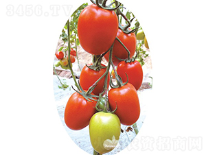 �t����F1���t�_����ͷ��ѣ�-���ѷN��-�֠���˹