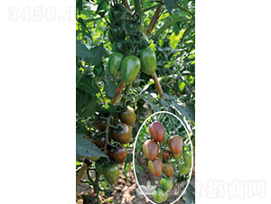 �ό�ؐF1���ϼtɫ��ɫС���ѣ�-���ѷN��-�֠���˹