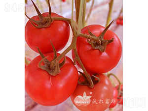 �tؐ��502F1����TY������t���ѣ�-���ѷN��-�֠���˹