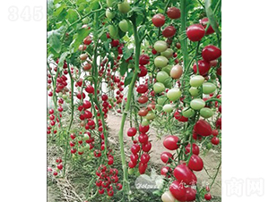 ǧ��1608F1����TY����ǧ����ͷ۹�С���ѣ�-���ѷN��-�֠���˹