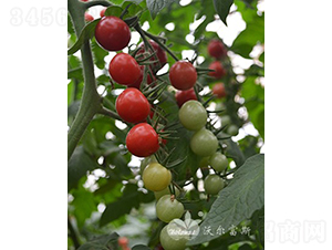 ��ؐ��501F1����TYؐؐ��͈A��С���ѣ�-���ѷN��-�֠���˹