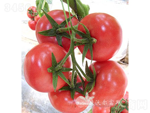 ��������̖F1����TYԽ�ľ�Ʒ�۹����ѣ�-���ѷN��-�֠���˹