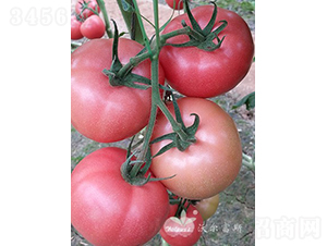 ��ӯ��̖F1����TYԽ���۹����ѣ�-���ѷN��-�֠���˹