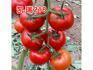 �P��218����TY������Ʒ�t�����ѣ�-���ѷN��-�֠���˹