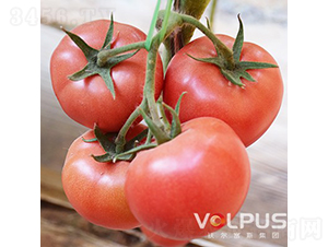 �����SҲ�{��̖F1����TY�߶˸߮a(ch��n)�۹����ѣ�-���ѷN��-�֠���˹