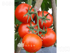 ؐ����һ̖F1����TY�����t�����ѣ�-���ѷN��-�֠���˹