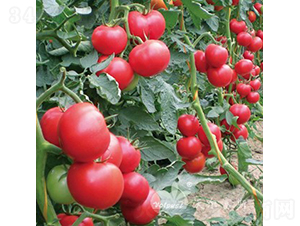 �W����F1����TY�۹����ѣ�-���ѷN��-�֠���˹