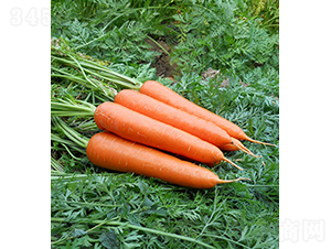 �����أ�55-205��-�}���N��-���r(n��ng)�r(n��ng)�I(y��)