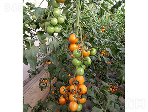 ɯ��1̖(h��o)-���ѷN��-���r(n��ng)�r(n��ng)�I(y��)