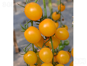 ���ۼ�-С���ѷN��-���r(n��ng)�r(n��ng)�I(y��)