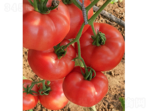 ���S99-���ѷN��-���r(n��ng)�r(n��ng)�I(y��)