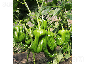 ���r(n��ng)��Ƥ����22-43-�����N��-���r(n��ng)�r(n��ng)�I(y��)