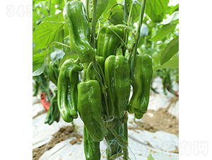 ���r(n��ng)��Ƥ�L����-�����N��-���r(n��ng)�r(n��ng)�I(y��)