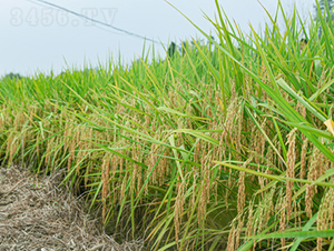 ��(chu��ng)�Ƀ�(y��u)33-ˮ���N��-��ɫ�r�S